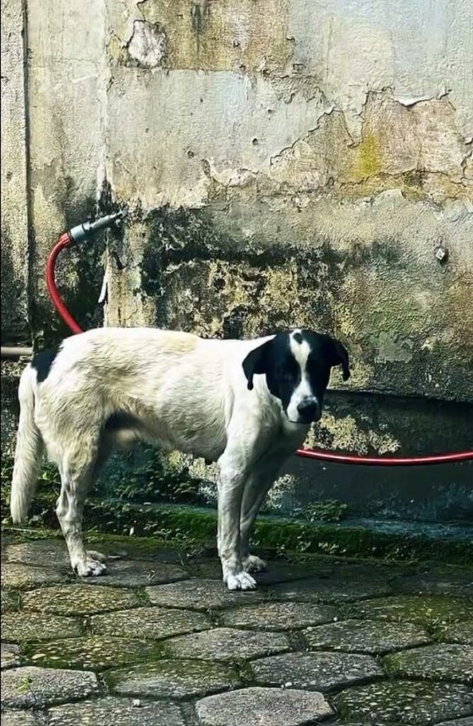 Volta Redonda: resgata de quatro cães em maus tratos