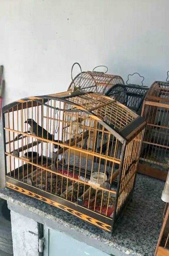 Volta Redonda realiza força-tarefa e apreende 18 pássaros silvestres