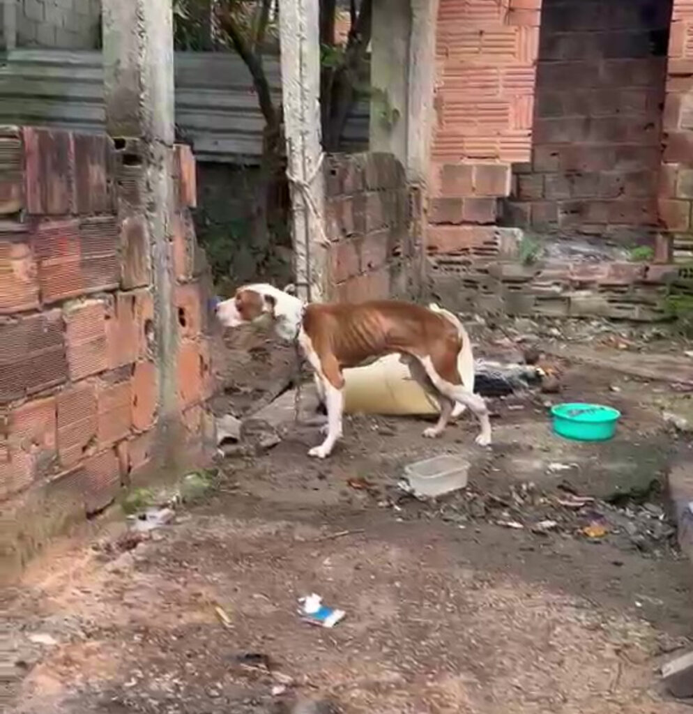 Homem é preso em flagrante por maus-tratos a pitbull em Volta Redonda