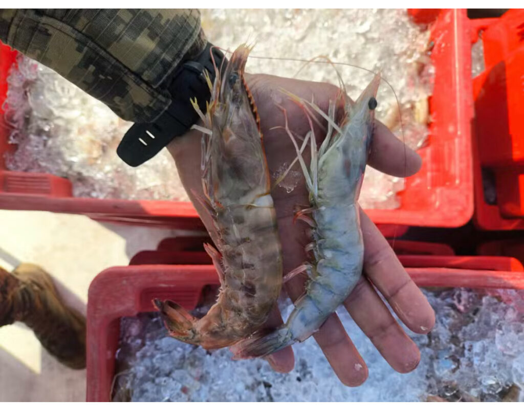 Dupla é presa com 250 kg de pescados e camarões em Paraty