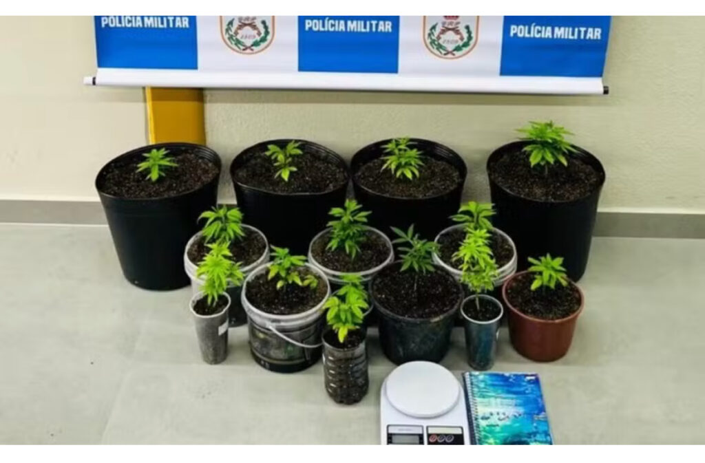 Homem é preso por cultivar 14 pés de maconha em Paraty