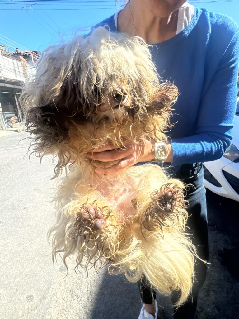 *Maus-tratos a animais são registrados em Volta Redonda