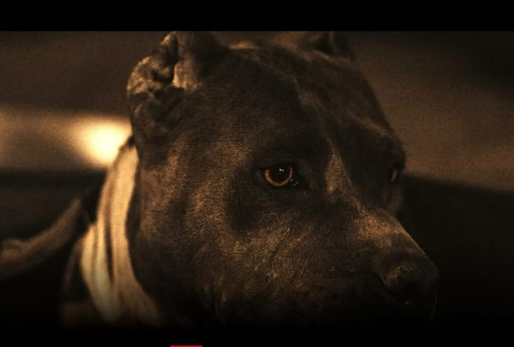 Menina de 4 anos é atacado por pit-bull na cabeça