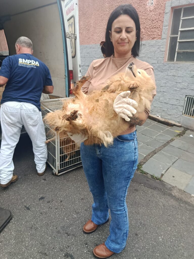 Prefeitura de Volta Redonda resgata 13 cães mantidos em canil clandestino
